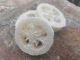 Luffa-sieni saippua-alusta